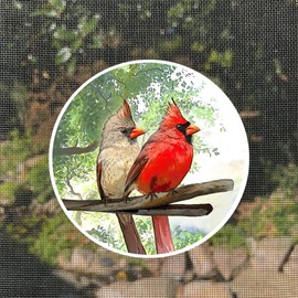 Screen Door Magnets Double Sided – Keep People, Kids, and Dogs from Running into The Screen Door - Robbins Aria Cardinal