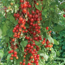 Seeds Cherry Tomato Sugar Lump Gardener's Delight Heirloom Vegetable for Planting Non GMO