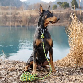 LUCKY LUCY Dog Lead 3 m, for Medium and Large Dogs, Reflective, with Strong Aluminium Carabiner, Beautiful Yellow