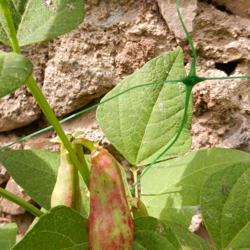 tenax Flora 2 x 20 m Green, Climbing Net, Vegetables