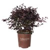 Southern Living Plant Collection 2.5 Qt - Red Diamond Compact
