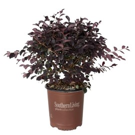 Southern Living Plant Collection 2.5 Qt - Red Diamond Compact Loropetalum, Compact Evergreen Shrub with Deep Purple Foliage and Red Ribbon Blooms