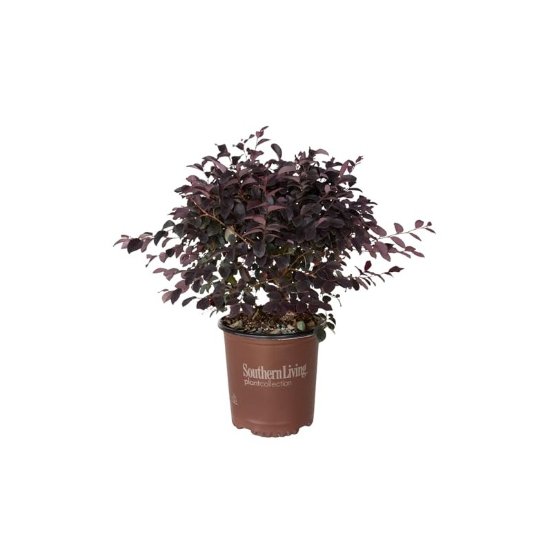 Southern Living Plant Collection 2.5 Qt - Red Diamond Compact