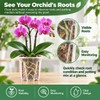 Clear Orchid Pots, 4 inch, 10-Pack
