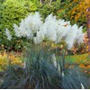 Pampas Grass Blue Bayou | 3 Live Plants | Cortaderia