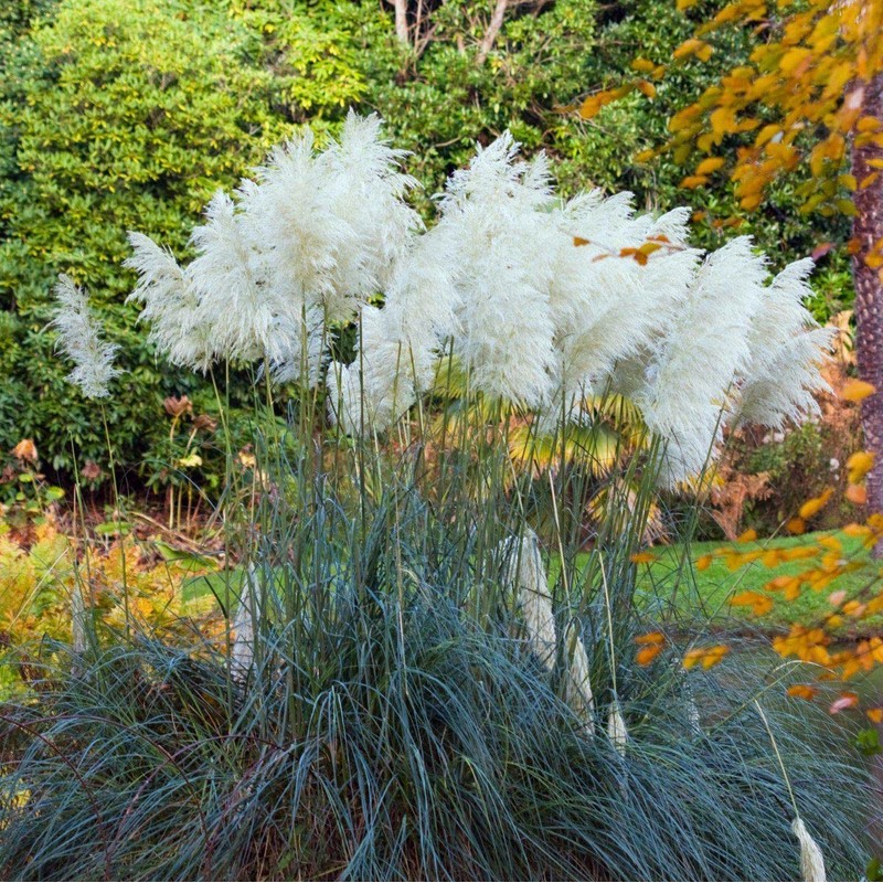 Pampas Grass Blue Bayou | 3 Live Plants | Cortaderia