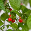 American Seed 100 Dragons Breath Chili Pepper Seeds New World