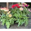 Soil Vigor Potassium Polymer – Superabsorbent Soil Conditioner – Improves