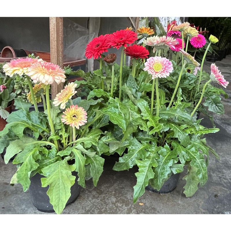 Soil Vigor Potassium Polymer – Superabsorbent Soil Conditioner – Improves