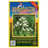 Everwilde Farms - 250 Northern Bedstraw Native Wildflower Seeds -