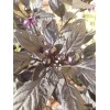 Ornamental - Black Pearl Pepper (30 Seeds) easy to grow