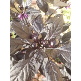 Ornamental - Black Pearl Pepper  (30 Seeds) easy to grow and unique!