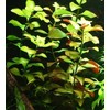 Mainam Ludwigia Repens Bunch Live Aquarium Plants Red Fresh Tropical
