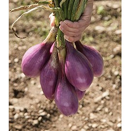 David's Garden Seeds Onion Long Day Red Long of Tropea 100 Non-GMO, Heirloom Seeds
