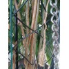 exotic 4 CLIPPINGS-Epiphyllum oxipetalum 'Queen of the Night' - 8"