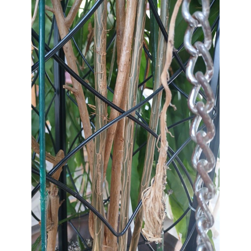 exotic 4 CLIPPINGS-Epiphyllum oxipetalum 'Queen of the Night' - 8"