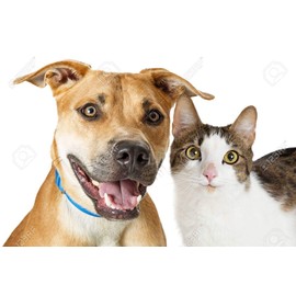 I LOVE MY PETS LLC cat Bad Breath Treats - PET Teeth Health Complex - Dogs and Cats - Premium Care - cat Mineral Supplement - 2 Bottle (120 Treats)