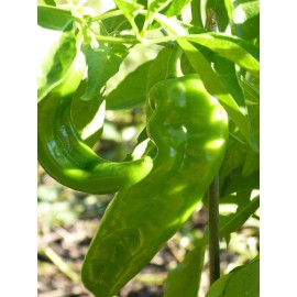 Southeast Seeds Hatch Lumbre Chili Pepper Seeds, NuMex, XXX Hot Green Chile, Ristra, FREE SHIP - 500 Seeds or 1/8 OZ