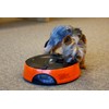 Qpets AF 108 Plus Programmable Automatic Pet Feeder for Dog,