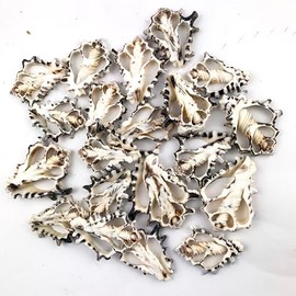 Heyiwell 20PC Vassum Turbinellum Center Cut Shells for Shellcraft Home Decor 2.5"~2.75" Inch