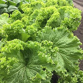 12000 Southern Giant Curled Mustard Seeds 1 Ounce of Seeds Heirloom Non GMO