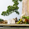 Toddmomy Hermit Crab Shells - 9cm Iridescent Turbo Seashells Pearl