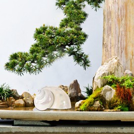 Toddmomy Hermit Crab Shells - 9cm Iridescent Turbo Seashells Pearl White Natural Sea Shells Crab for Hermit Crab Supplies