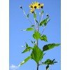 Jerusalem Artichoke (Organic) 1.5 Pounds