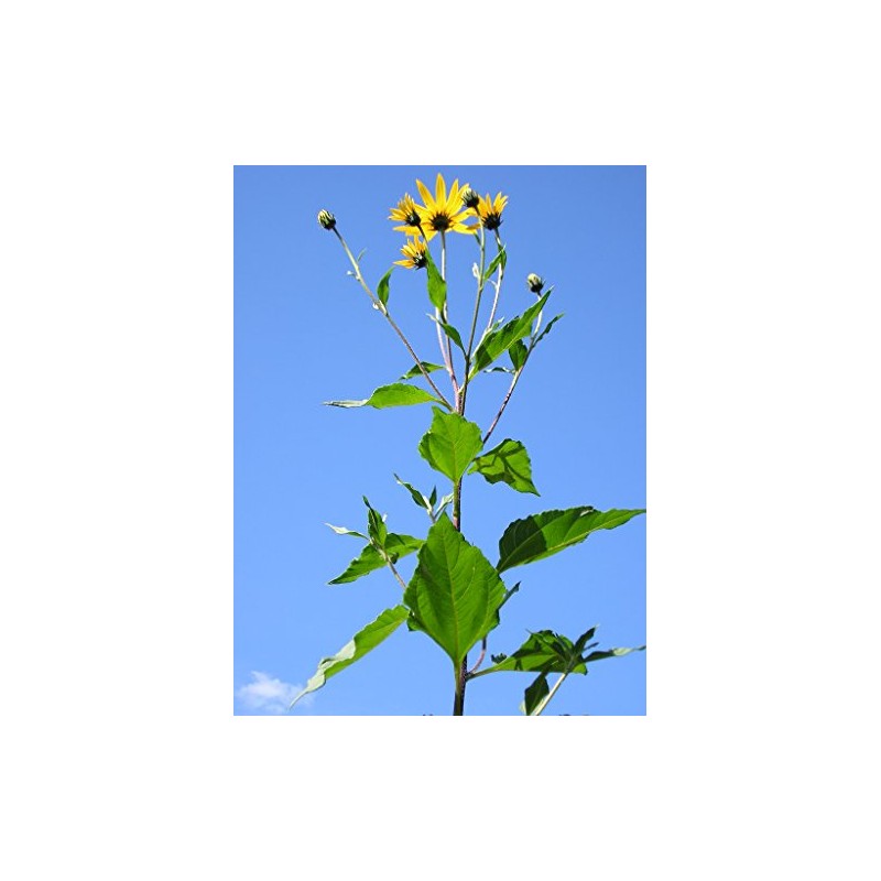 Jerusalem Artichoke (Organic) 1.5 Pounds