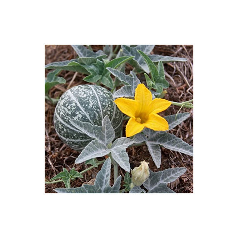 Buffalo Gourd Seeds (Cucurbita foetidissima) Packet of 10 Seeds