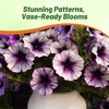 Outsidepride Purple Tie Dye Shock Wave Petunia Seeds - 30