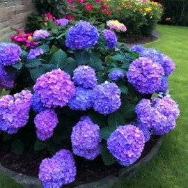 Nygardenia 25pcs Blue Pink Purple Hydrangea - Beautiful and Hardy Perennial Flowers.