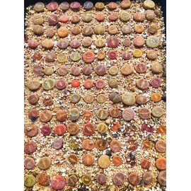 Micro Landscape Design Lithops Aucampiae 20 Seeds Freshly Harvest with a Mini Live Lithops and Germination Kit