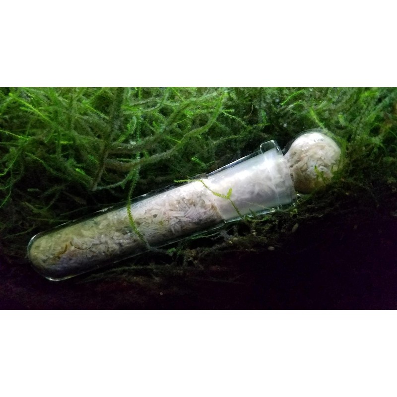 Cunguv Planaria Trap Leech Trap Flatworm Trap 3 Holes Leeches