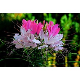 Rare Hot Pink / White Spider Flower (Cleome) 25 Seeds! Comb.s/h