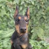 Vivid Arts Dobermann-Pinscher – Gartendekoration für drinnen und draußen