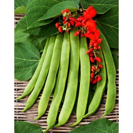90+ Runner Bean Seeds Non GMO Heirloom Vegetable Pole Bean Seeds Garden Variety Prolific Yields Bulk