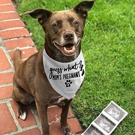 JPB Guess What? My Mom is Pregnant, Pregnancy Anuncio Perro Bandana, L