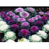 NIKA SEEDS - Vegetable Flowering Kale Mix (Ornamental Cabbage) Large