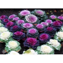 NIKA SEEDS - Vegetable Flowering Kale Mix (Ornamental Cabbage) Large Leaf - 50-100 Seeds