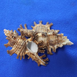 Set of 3 Murex Palmarosa Seashells, Natural Brown and Cream, 5-6 inches, Collectible Seashells, Sailors Valentines, All Occasion Gifts, SS-476