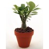 'Desert Rose' Plant - Natural Bonsai - Adenium obesum -