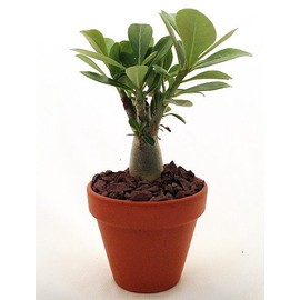 'Desert Rose' Plant - Natural Bonsai - Adenium obesum - 3" Pot