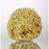 Natural Sea Sponge, Florida Rock Island Wool, 4.5-5 Inches, Small