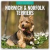 Norwich-/ Norfolk Terriers 2025 Square Wall Calendar: Original Red Robin