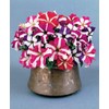 22Day Seeds: Seeds Petunia StarFall Mix/Annual Flowers