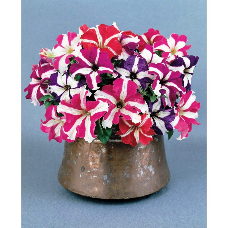 22Day Seeds: Seeds Petunia StarFall Mix/Annual Flowers