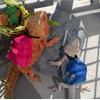 Bearded Dragons Harness Leashes Set Cute Backpack Back to School