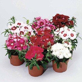 Dianthus Diana Series Flower Seeds - Mix - 100 Seeds - Annual Flower Garden Seeds - Dianthus chinensis