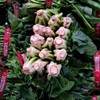 국내산 남해 보물초 해풍 시금치 500g Domestic South Sea Treasure